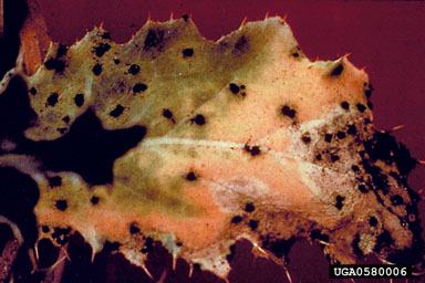 Figure 2. Puccinia carduorum infested thistle leaf.(Photograph by L.-T. Kok.)