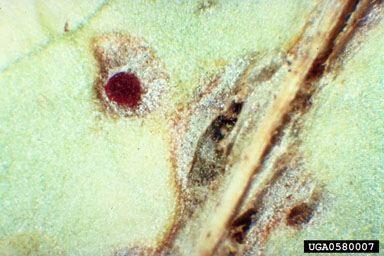 Figure 3. Close up of Puccinia carduorum infection. (Photograph by L.-T. Kok.)