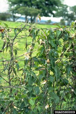 Figure 4. Vincetoxicum nigrum vine on pasture fence. (Photograph by H. Faubert.)
