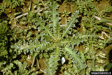 Figure 1. Mush thistle rosette. (Photograph by L.-T. Kok.)