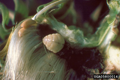 Figure 5. Rhinocyllus conicus larva feeding on receptacle of thistle head. (Photograph by L.-T. Kok.)