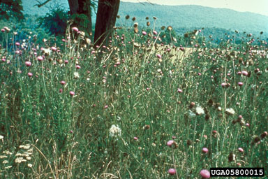 Figure 9. Musk thistle site before R. conicus release. (Photograph by L.-T. Kok.)