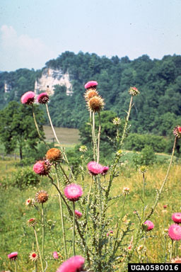 Figure 2. Musk thistle in bloom. (Photograph by L.-T. Kok.)