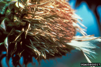 Figure 6. Tufts of hair arising in R. conicus infested thistle head. (Photograph by L.-T. Kok.)