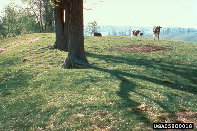 Figure 10. Musk thistle site five years after R. conicus release. (Photograph by L.-T. Kok)