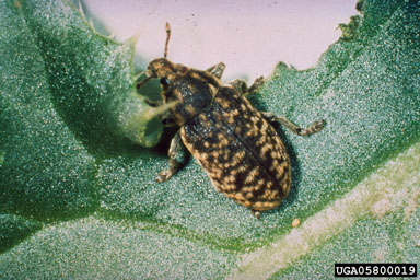 Figure 3. Rhinocyllus conicus adult. (Photograph by L.-T.Kok.)