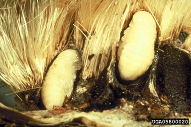 Figure 7. Rhinocyllus conicus pupa. (Photograph by L.-T.Kok.)
