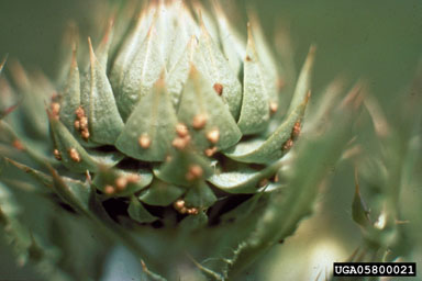 Figure 4. Rhinocyllus conicus eggs on thistle head. (Photograph by L.-T. Kok.)