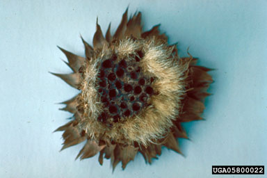 Figure 8. Thistle head showing pupation chambers of R. conicus. (Photograph by L.-T. Kok.)