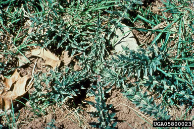 Figure 1. Plumeless thistle rosette. (Photograph by L.-T. Kok.)