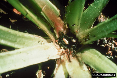 Figure 5. Necrosis of rosette due to feeding of T. horridus larvae. (Photograph by L.-T. Kok.)