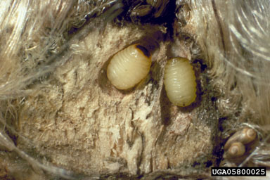 Figure 9. Urophora solstitialis larva.(Photograph by Peter Harris.)