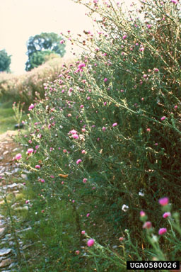 Figure 2. Plumeless thistle stand. (Photograph by L.-T. Kok.)