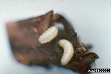 Figure 6. Close up of T. horridus larva (third instar). (Photograph by L.-T. Kok.)