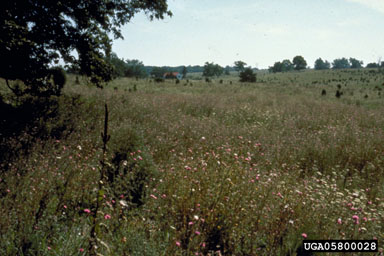 Figure 10. Plumeless thistle stand before release of T. horridus. (Photograph by L.-T. Kok.)