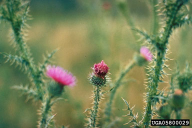 Figure 3. Plumeless thistle bloom, close up. (Photograph by L.-T. Kok.)