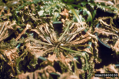 Figure 7. Collapse of thistle rosette infested by T. horridus larvae. (Photograph by L.-T. Kok.)