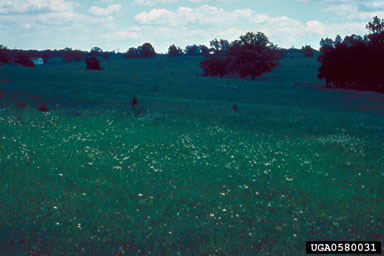 Figure 11. Plumeless thistle stand eight years after release of T. horridus. (Photograph by L.-T. Kok.)