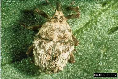 Figure 4. Trichosirocalus horridus adult (Photograph by L.-T. Kok.)