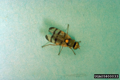 Figure 8. Urophora solstitialis adult. (Photograph by Peter Harris.)