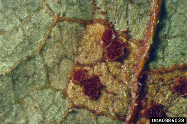 Figure 4. Puccinia sp. on Fallopia japonica in Japan showing urediniospores. (Photo by R. Shaw.)