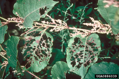Figure 3. Leaf feeding damage to Fallopia sp. in Japan 1999. (Photo by J. Bailey.)