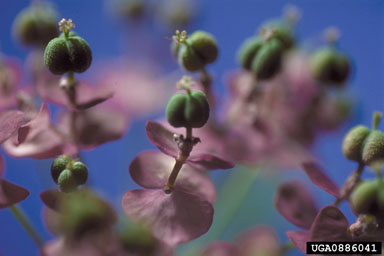 Figure 2. Close-up of fruiting structure of tetraploid Euphorbia cyparissias L. (Photo by R.A. Casagrande.)