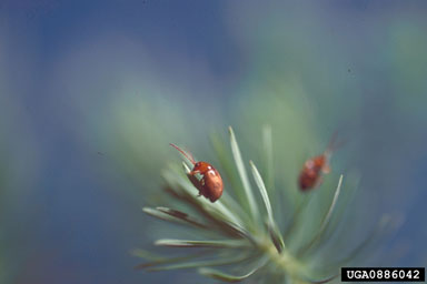Figure 3. Aphthona nigriscutis on Euphorbia cyparissias L. (Photograph by R.A. Casagrande.)