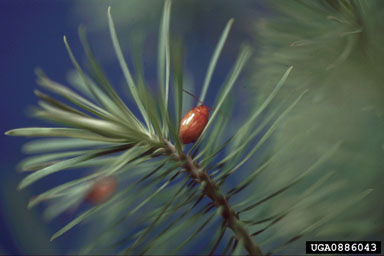 Figure 4. Aphthona flava on Euphorbia cyparissias L.(Photograph by R.A. Casagrande.)