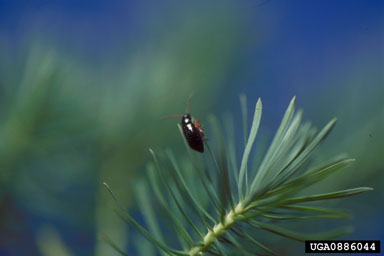 Figure 5. Aphthona lacertosa on Euphorbia cyparissias L. (Photograph by R.A. Casagrande.)