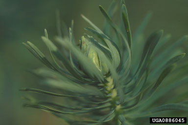 Figure 6. Gall caused by Spurgia esulae on Euphorbia cyparissias L. (Photo by H. Faubert.)