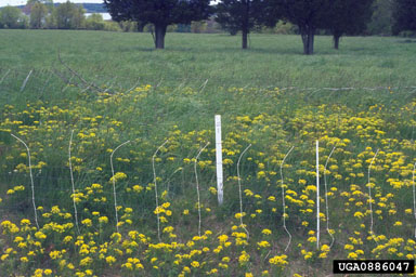 Figure 8. 'Windmill' release site at Watson Farm, Jamesown, R.I., in 1997. Yellow flowers are Euphorbia cyparissias L. (Photo by H. Faubert.)
