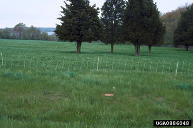 Figure 9. 'Windmill' release site at Watson Farm, Jamesown, R.I., in 2000. Note relative scarcity of yellow flowers of Euphorbia cyparissias L. (Photo by H. Faubert.)