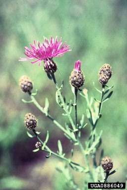 Figure 1. Spotted knapweed, Centaurea maculosa Lamarck. (Photo by Jim Story.)