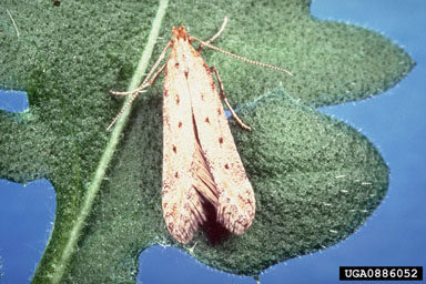 Figure 4. Metzneria paucipunctella Zeller. (Photo by Robert Richard, USDA, APHIS, PPQ.)