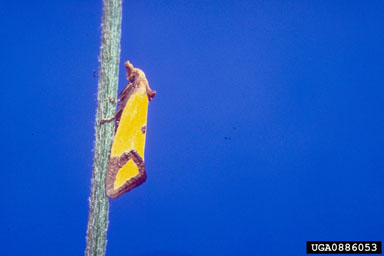 Figure 5. Agapeta zoegana L. (Photo by Jim Story.)