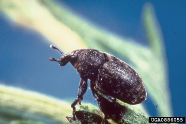 Figure 7. Larinus minutus Gyllenhal. (Photo by Robert Richard, USDA, APHIS, PPQ.)