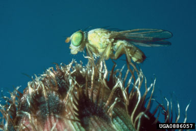 Figure 9. Terellia virens (Loew). (Photo by CABI Bioscience.)