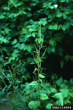 Palmer amaranth (Amaranthus palmeri S. Wats.)