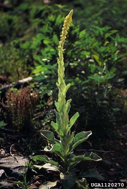 common mullein