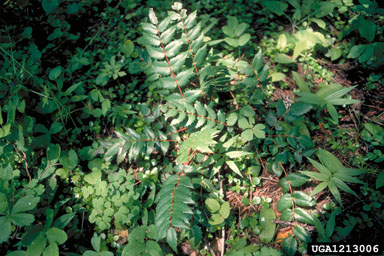 Oregon Grape Mahonia Nervosa Pursh Nutt