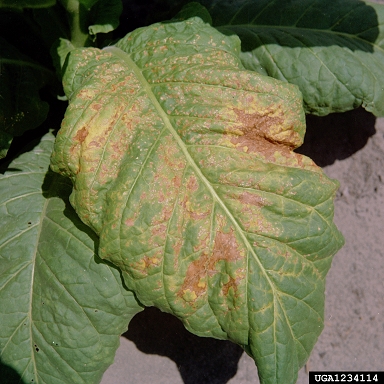 pathogen of tobacco mosaic virus Tobacco Mosaic Virus (TMV) (Tobamovirus tabaci)