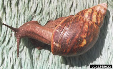 giant West African snail (Archachatina marginata (Swainson, 1821))