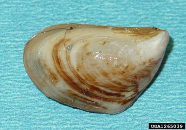 mussels (Genus Dreissena van Beneden, 1835)