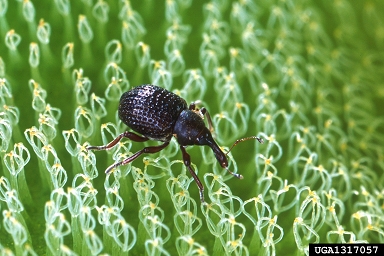 South American weevil, Cyrtobagous salviniae