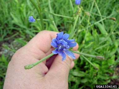 chicory (Genus Cichorium)