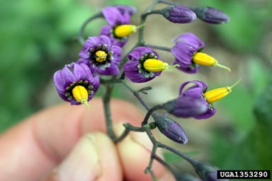 bittersweet nightshade (Solanum dulcamara L.)