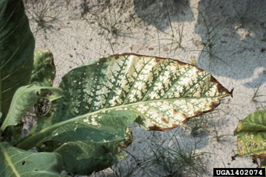 tobacco mosaic virus pronunciation How to pronounce virus