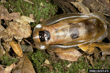 Blaberus Giganteus Open Wings