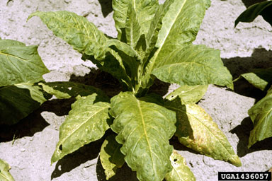 where is tobacco native to Tobacco Planting Persists where is tobacco native to Tobacco Planting Persists